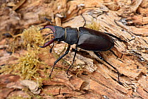 Stag Beetle (Lucanus cervus) male on old tree stump, Hertfordshire, England, UK, June