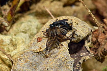 Spider Hunting Wasp (Anoplius nigerrimus) with Spider (Trochosa ruricola) prey, dragging paralysed spider to hide in dead leaf while burrow is excavated, Oxfordshire, England, UK, August