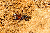 Pompilid/Spider Hunting Wasp (Caliadurgus fasciatellus) digging burrow, Oxfordshire, England, UK, September