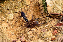 Spider Hunting Wasp (Anoplius nigerrimus) with Spider (Trochosa ruricola) prey, dragging paralysed spider back to burrow, Oxfordshire, England, UK, August