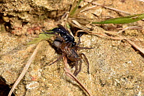 Spider hunting wasp (Anoplius nigerrimus) with Spider (Trochosa ruricola) prey, dragging paralysed spider back to burrow, Oxfordshire, England, UK, August