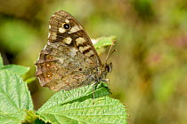 Speckled Wood butterfly (Pararge aegeria) resting with wings closed, Oxfordshire, England, UK, May