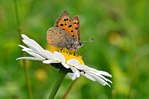 Small copper butterfly (Lycaena phlaeas) feeding on nectar of Oxeye Daisy (Leucanthemum vulgare), Bedfordshire, England, UK, May