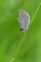 Small Blue butterfly (Cupido minimus) roosting on grass stem, Bedfordshire, England, UK, July
