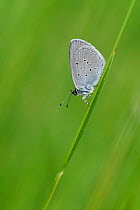 Small Blue butterfly (Cupido minimus) Roosting on grass stem, Bedfordshire, England, UK, July
