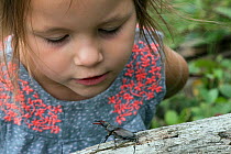 Young girl watching Stag Beetle (Lucanus cervus)  Hertfordshire, England, UK, June Model released.