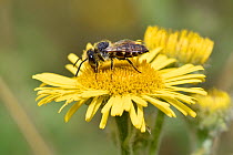 Sharp-tail Bee (Coelioxys elongata) male feeding on nectar from Fleabane flower, Oxfordshire, England, UK, August