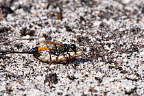Sand Wasp (Ammophila pubescens) carrying paralysed caterpillar of Common heath moth (Ematurga atomaria) back to burrow, Surrey, UK, August