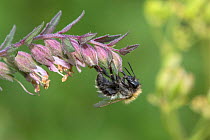 Red Bartsia Bee (Melitta tricincta) Bee that occurs mainly on calcareous grassland where Red Bartsia flowers pollen is collected exclusively from this plant, Oxfordshire, England, UK, September