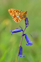 Pearl-bordered Fritillary (Boloria euphrosyne) Roosting on Bluebell flower, Hampshire, England, UK, May