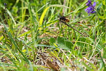 Two coloured mason bee (Osmia bicolor) carrying dead grass to cover nest in old snail shell, Bedfordshire, England, UK, June