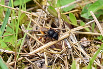 Two coloured mason bee (Osmia bicolor) Bee covering nest in old snail shell with dead grass, Bedfordshire, England, UK, June