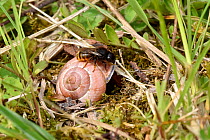 Two coloured mason bee (Osmia bicolor) Bee manouvering old snail shell to nest in, Bedfordshire, England, UK, June