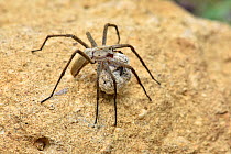 Nursery web spider (Pisaura mirabilis) female carrying egg sack, Oxfordshire, England, UK, June