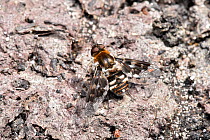 Mottled bee-fly (Thyridanthrax fenestratus) bee fly who's larvae parasitize the nests of the digger wasp Ammophila pubescens, Surrey, England, UK, August. UK BAP PRIORITY SPECIES