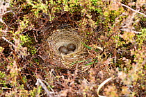Meadow Pipit (Anthus pratensis)  nest with 4 eggs on ground among Heather on lowland heathland, Hampshire, England, UK, May