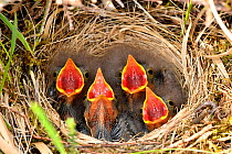 Meadow Pipit (Anthus pratensis)  nest with 4 chicks on ground in lowland heathland, Hampshire, England, UK, May