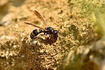 Mason wasp (Symmorphus gracilis) collecting mud for nest building, Oxfordshire, England, UK, September