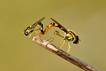 Hoverfly (Sphaerophoria scripta) mating pair on Hogweed stalk, Oxfordshire, England, UK, June