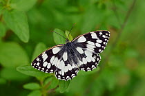Marbled white butterfly (Melanargia galathea) Male fviewed from above with wings open, Oxfordshire, England, UK, June
