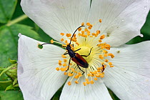 Flower Longhorn Beetle (Stenurella melanura) feeding on wild rose flower, Buckinghamshire, England, UK, June