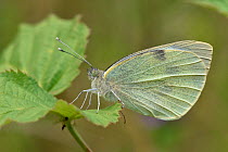 Large white butterfly (Pieris brassicae) Roosting with wings closed, Oxfordshire, England, UK, July