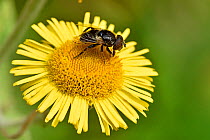 Hoverfly (Eristalinus sepulchralis) seen here taking nectar from the flowers of Fleabane, Oxfordshire, England, UK, August