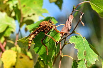 Hornet robberfly (Asilus crabroniformis) Perched in Silver Birch tree, Surrey, England, UK, August - UK BAP Biodiversity Action Plan Species