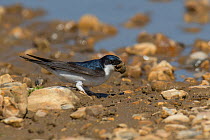 House Martin (Delichon urbicum) collecting mud from puddle, Hampshire, England, UK, May