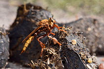 Hornet robberfly (Asilus crabroniformis) on dung, the larvae feed on dung beetle larvae, Surrey, England, UK, August - UK BAP Biodiversity Action Plan Species