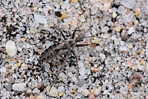 Heath assassin bug (Coranus subapterus) viewed from above to show camouflage against bare sandy ground, Surrey, England, UK, July