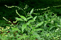 Green hounds tongue (Cynoglossum germanicum) A rare short lived perennial herb, RDB, Oxfordshire, England, UK, June