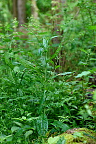 Green hounds tongue (Cynoglossum germanicum)  rare short lived perennial herb, RDB, Oxfordshire, England, UK, June