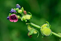 Green Hounds Tongue (Cynoglossum germanicum)  rare short lived perennial herb, RDB, Oxfordshire, England, UK, June