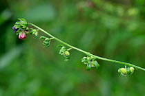Green Hounds Tongue (Cynoglossum germanicum) rare short lived perennial herb, RDB, Oxfordshire, England, UK, June
