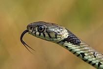 Grass snake (Natrix natrix) tasting air with tongue,  Surrey, England, UK, April