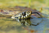 Grass snake (Natrix natrix) tasting air with tongue in pond, Surrey, England, UK, April