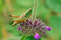 Common green grasshopper (Omocestus viridulus) sitting on flower of Wild  basil, Oxfordshire, England, UK, July