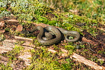 Grass snake (Natrix natrix) basking on log in spring time, Surrey, England, UK, April