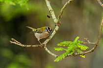 Firecrest (Regulus ignicapillus) perched in Oak tree, Hampshire, England, UK, May