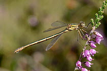 Emerald damselfly (Lestes sponsa) female perched on Ling heather, Surrey, England, UK, August
