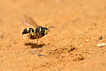 Digger wasp (Cerceris rybyensis) flying back to burrow carrying paralysed mining bee, Oxfordshire, England, UK, July
