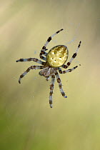 Cross spider (Araneus quadratus) female in orb web, Surrey, England, UK, August