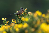 Dartford warbler (Sylvia undata) singing from Gorse bush, Hampshire, England, UK, May