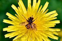 Conopid fly (Sicus ferrugineus) parasitic fly whose larvae are endoparasites on various species of Bumblebee, Oxfordshire, England, UK, June