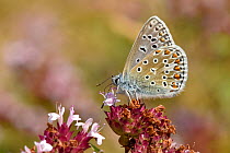 Common blue butterfly (Polyommatus icarus) feeding from Wild marjoram flower, Oxfordshire, England, UK August