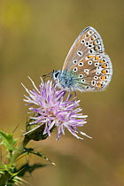 Common blue butterfly (Polyommatus icarus) feeding from thistle flower, Oxfordshire, England, UK, August