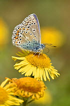 Common blue butterfly (Polyommatus icarus) Feeding from Fleabane flower, Oxfordshire, England, UK, August