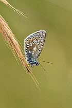 Common blue butterfly (Polyommatus icarus) roosting on grass seeds, Oxfordshire, England, UK, August
