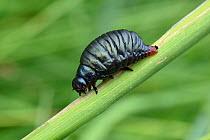 Bloody-nosed beetle (Timarcha tenebricosa)  larva on grass stem, Bedfordshire, England, UK, June